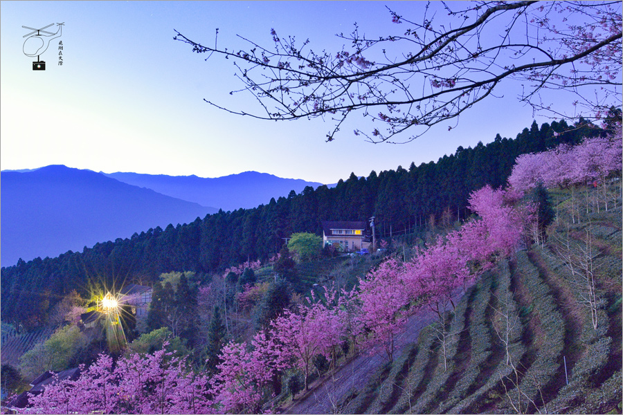 【新竹山上人家】爆开樱花仙境:山上人家森林农场～茶园,樱花,云海!