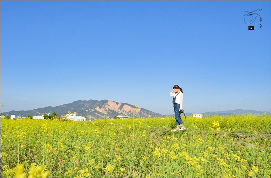 落羽松秘境 台中外埔土城落羽松 新私房景點報到 落羽松 油菜花田 火炎山的夢幻打卡點 Via S旅行札記 旅遊美食部落格